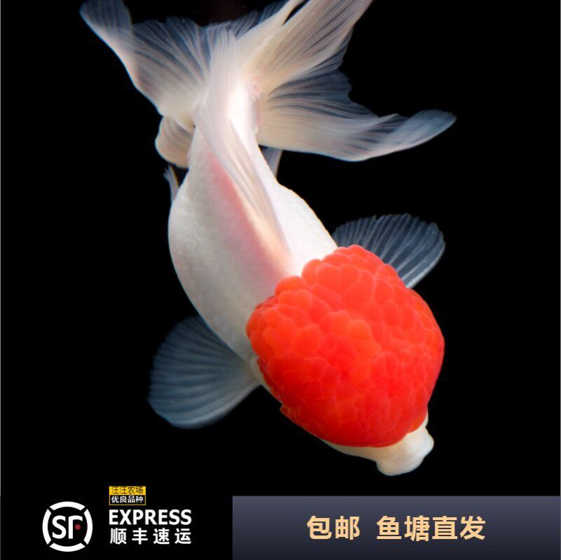 热销鹤顶红观赏鱼冷水鱼丹顶红狮子头淡水珍珠兰寿蝶尾小红帽鱼苗
