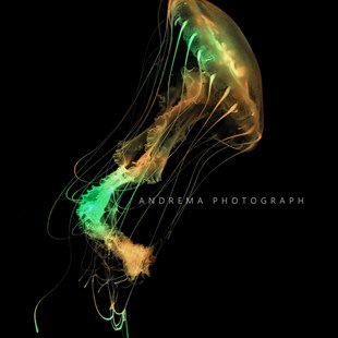 大西洋海刺水母耐高温水母18-32度都活耐活水母好养水母宠物水母