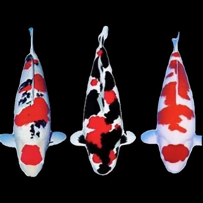 大正锦鲤红白锦鲤三色锦鲤