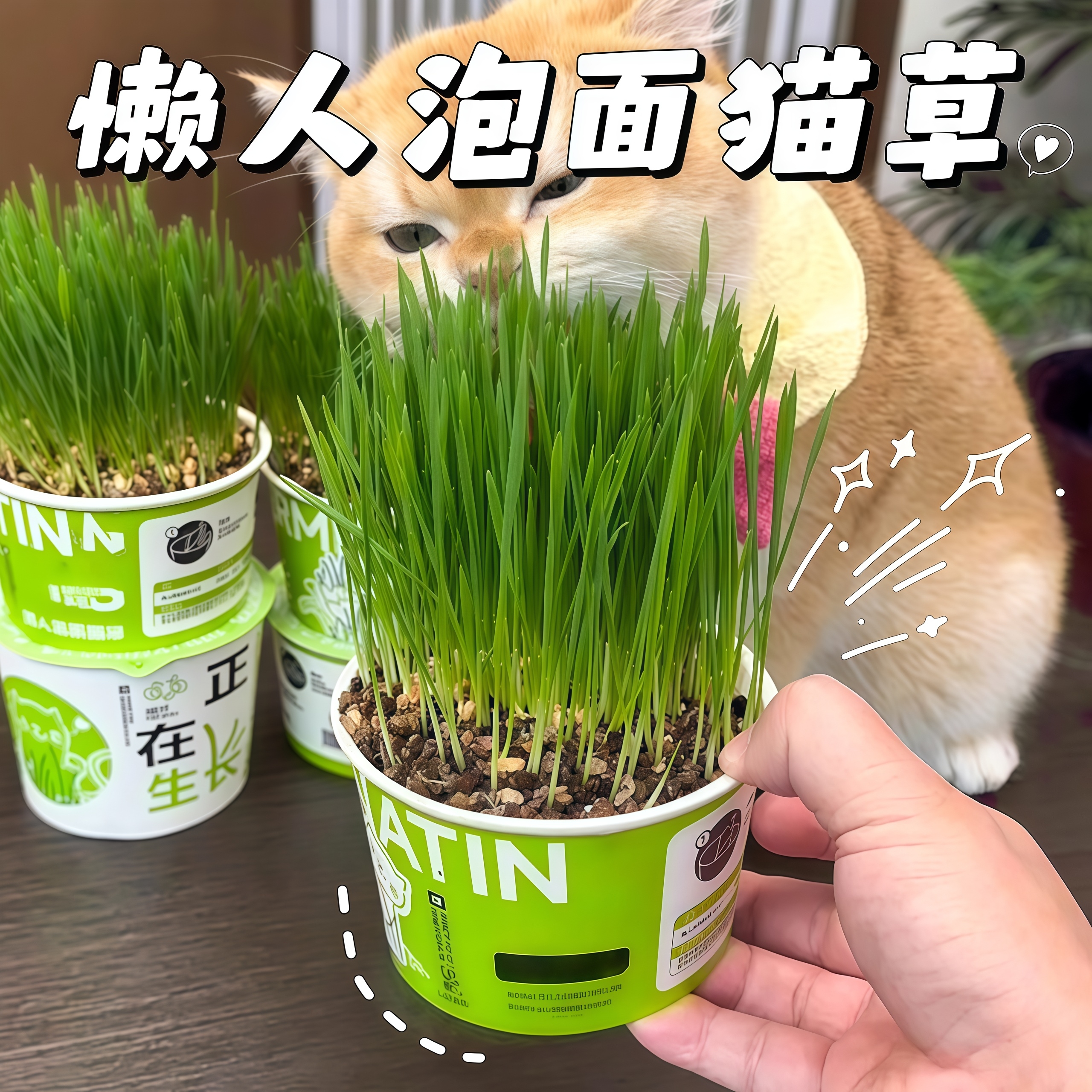 懒人泡面猫草盆栽无土水培