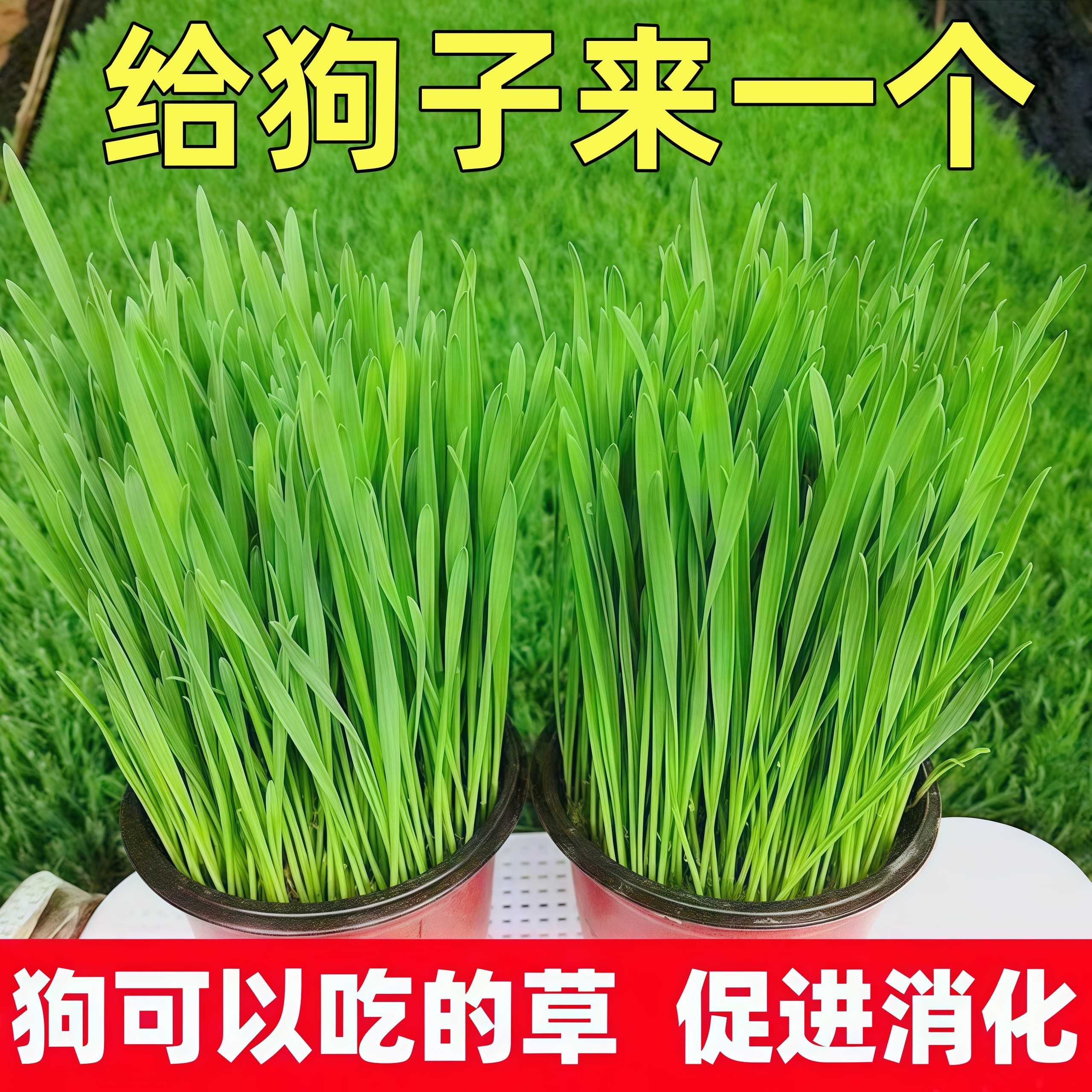 宠物狗草犬用麦草狗狗专用草狗零食狗狗用品懒人无土狗草混合麦草