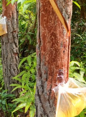 松油袋烫双耳12X13寸可装7-9斤 6丝厚 松香袋22X40CM 松脂袋耐用