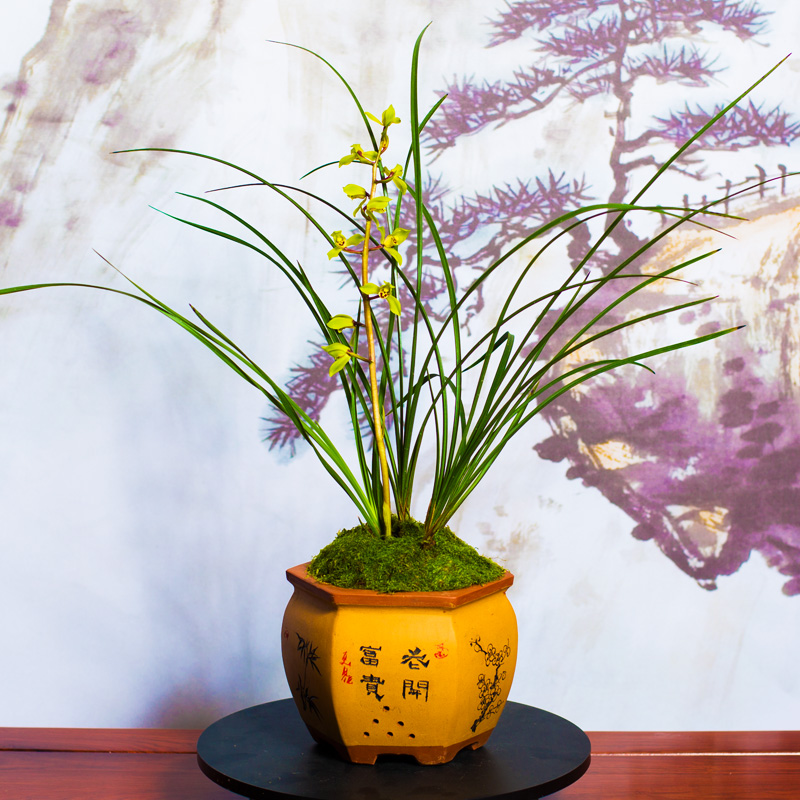 【郑孝荷】兰花惠兰名贵盆栽花卉绿植物浓香型兰花苗带花苞室内