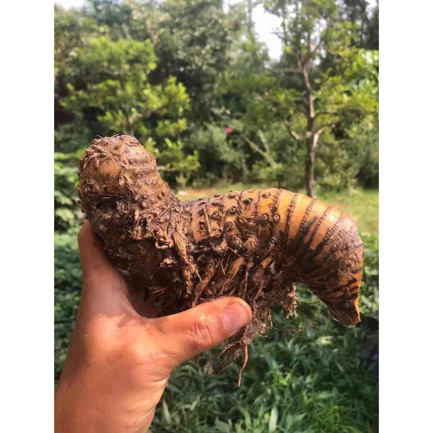 禅意小叶簕竹带芽茶室桌上盆景绿植盆栽庭院观赏竹子耐寒老桩