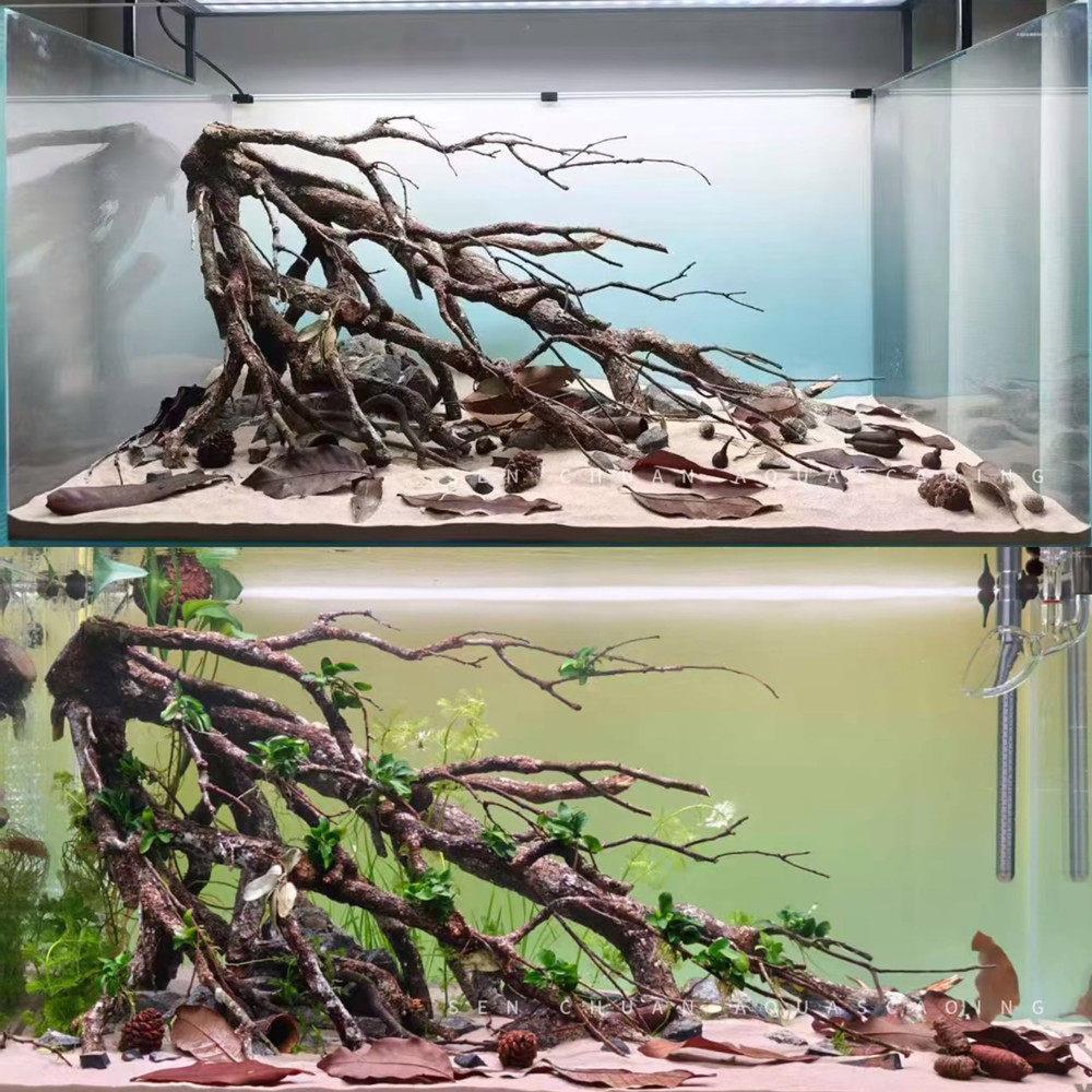 沉木黄梨木造景小缸南美一体多枝