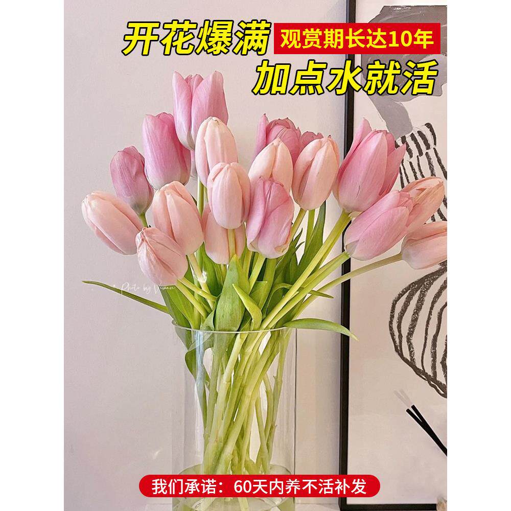 郁金香种球水培套装玻璃瓶耐寒多年生四季种植风信子盆栽花卉