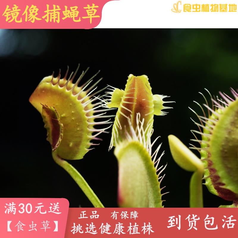 镜像捕蝇草【高端食虫植物变异品种实生苗夹子长耳朵怪异捕虫草】