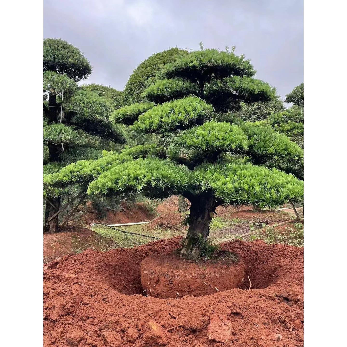 罗汉松精品造型树小叶雀舌盆栽地栽别墅庭院一树一拍地景罗汉松