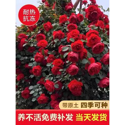 佛罗伦蒂娜月季老桩阳台植物盆栽易活多季开花好养爬藤蔷薇花苗