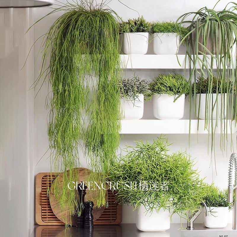 丝苇垂吊植物绿植盆栽好看好养室内客厅阳台植迷者