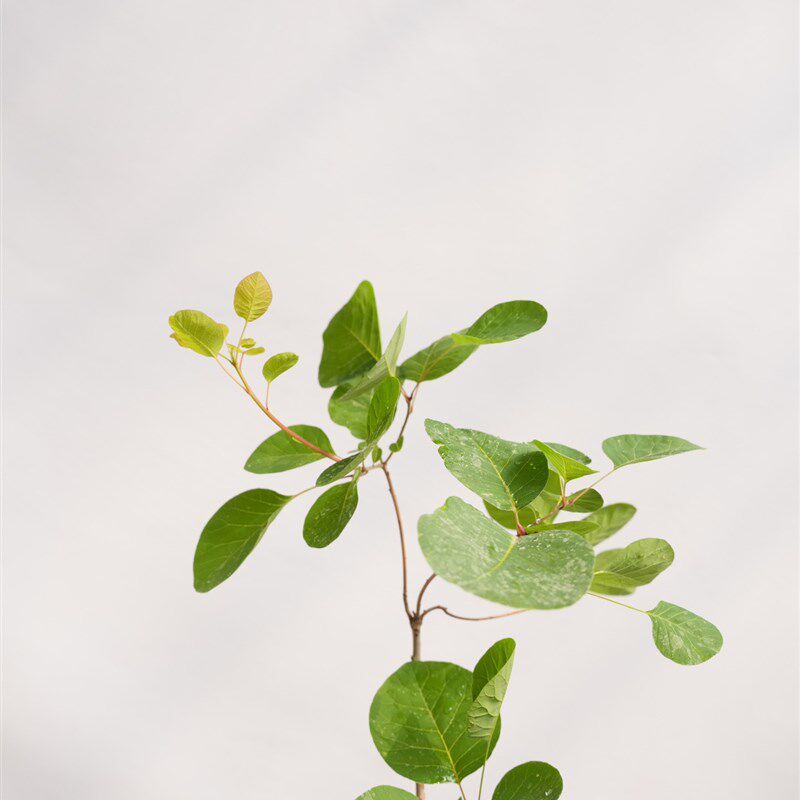 观叶观花烟树盆栽苗 雾中情人花园小乔木 适庭院种植黄栌树苗