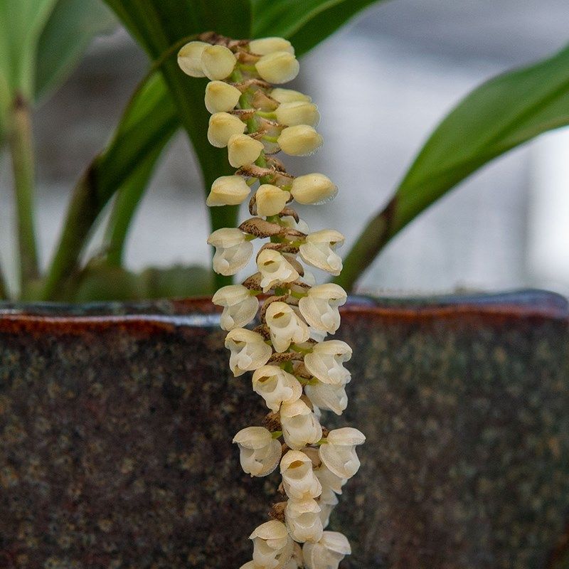 匠人花圃宿苞石仙桃石豆兰花盆栽植物吊兰长花箭附生好养耐干喜阴,鲜花速递/花卉仿真/绿植园艺,国兰/杂交兰/洋兰类,淘宝优惠券,粉丝福利购,淘宝优惠卷