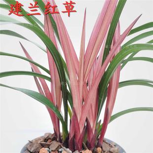 兰红草红荷室内外客厅阳台绿植花卉浓香好养活 名贵兰花苗建兰四季