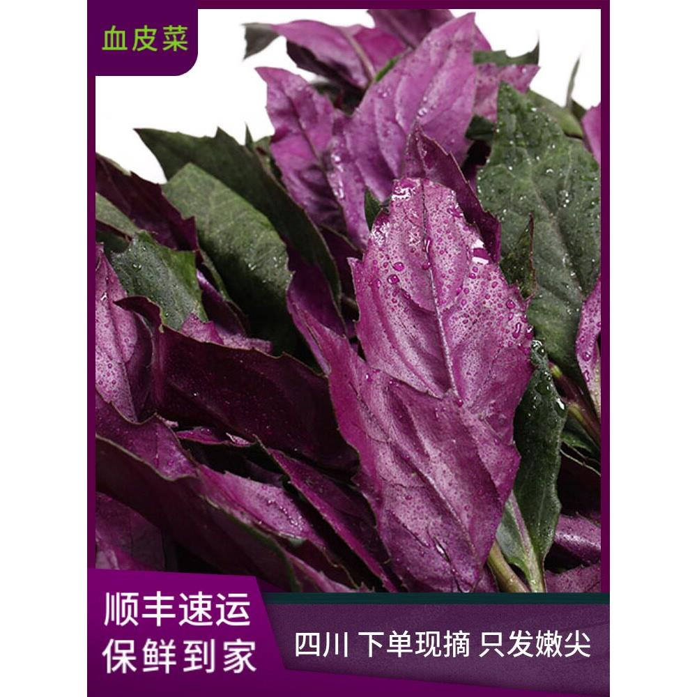 四川现摘紫背天葵血皮菜紫背菜红背菜观音菜新鲜蔬菜现摘现发包邮