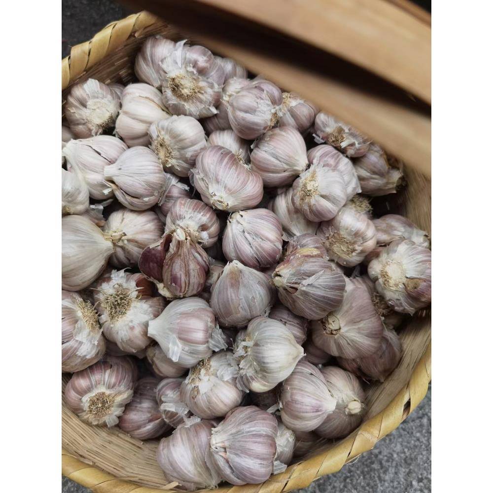 2025湖南特产茶陵紫皮大蒜新鲜干蒜红皮香蒜嫩的泡蒜老蒜做种子