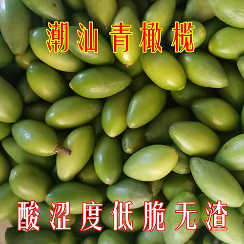潮汕新鲜青橄榄 新鲜现摘生青果清香新鲜橄榄酸涩回甘 一斤包邮