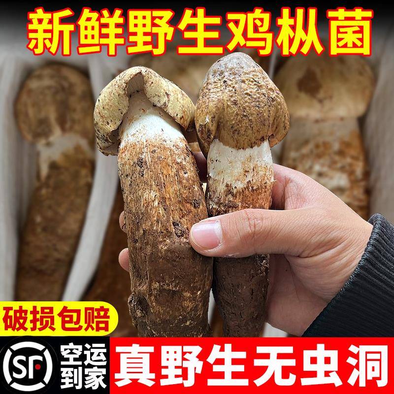 云南野生鸡枞菌新鲜火把菇大当季现货时令山珍特产蘑菇荔枝纵煲汤