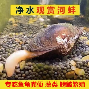 杜氏河蚌珍珠蚌溪流鱼缸观赏小型河蚌长不大专吃鱼龟粪便鳑鲏繁殖