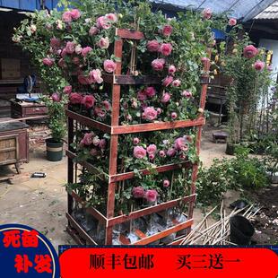 大游行藤本月季蔷薇花苗爬藤特大四季开花庭院户外浓香玫瑰欧月大