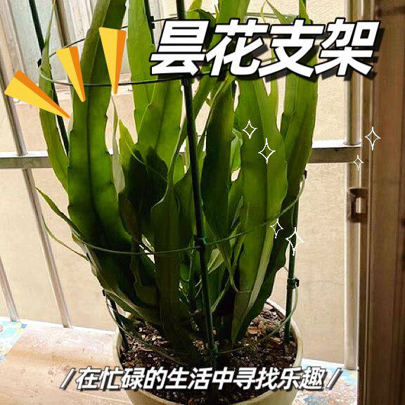 多层可伸缩昙花爬藤支架