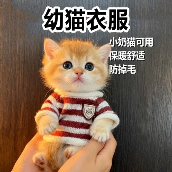幼猫衣服特小超小一个月小猫咪穿的一斤内秋冬天保暖服饰宠物用品