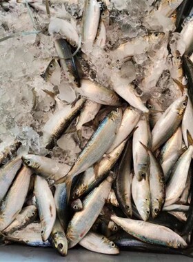 新鲜海鱼整条姑鱼饵温鱼钓饵沙丁鱼饵料石斑鱼黑雕饵钓鱼万能饵料