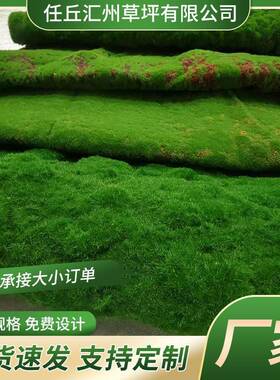 人造青苔草坪绿色植物橱窗微景观工程假苔藓造景装饰全铺仿真苔藓