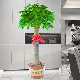 发财树大型绿植花卉盆栽北京送货室内开业乔迁礼品净化空气好优质