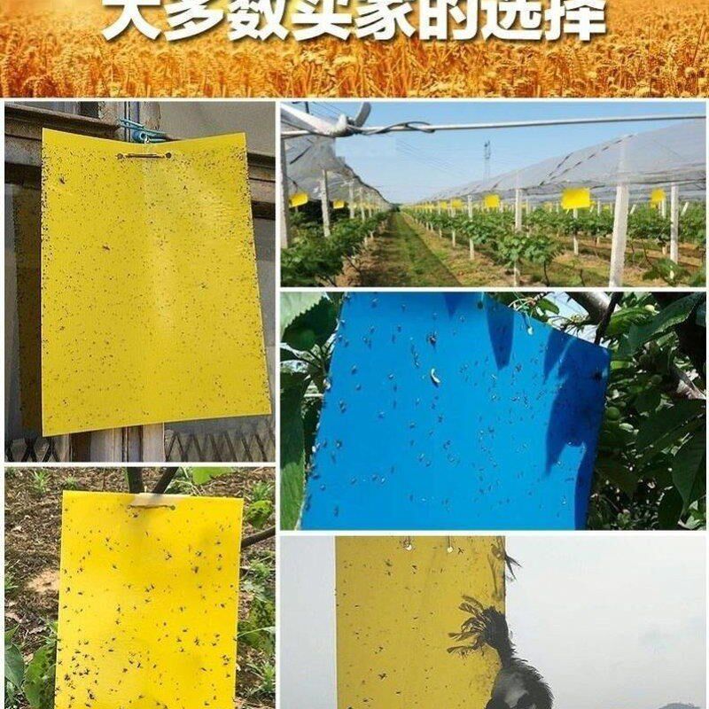 粘虫板黄板双面诱虫板篮板u沾多种小飞虫花卉绿植农业大棚果园茶