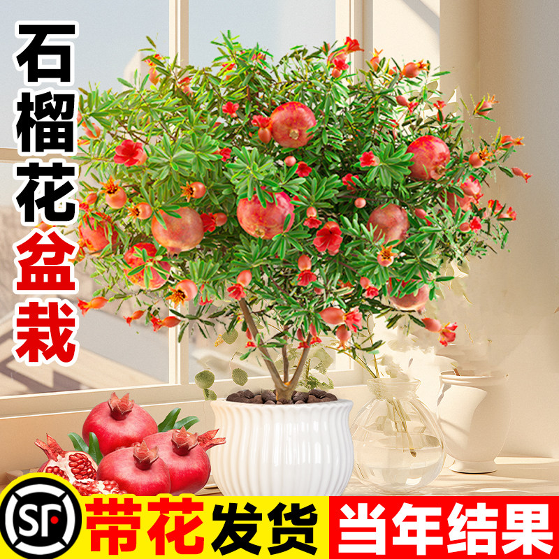 石榴花盆栽观赏i石榴树老桩带果室内客厅绿植四季好养易活植物花