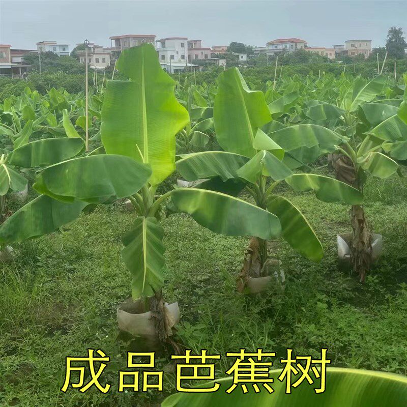 芭蕉树苗盆栽适合耐寒暴晒植物工程D绿化绿植大型庭院花园观叶盆