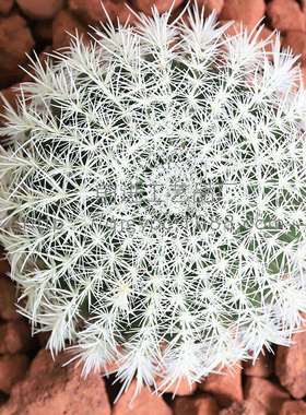 火山石仿真植造人景梯门廊装饰景观搭配物沙生植物仙掌14242景楼