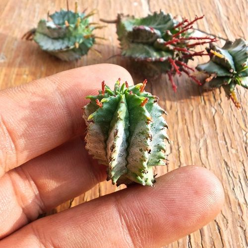 白衣魁伟玉大戟科多肉植物花卉绿植室内盆栽阳台四季好养