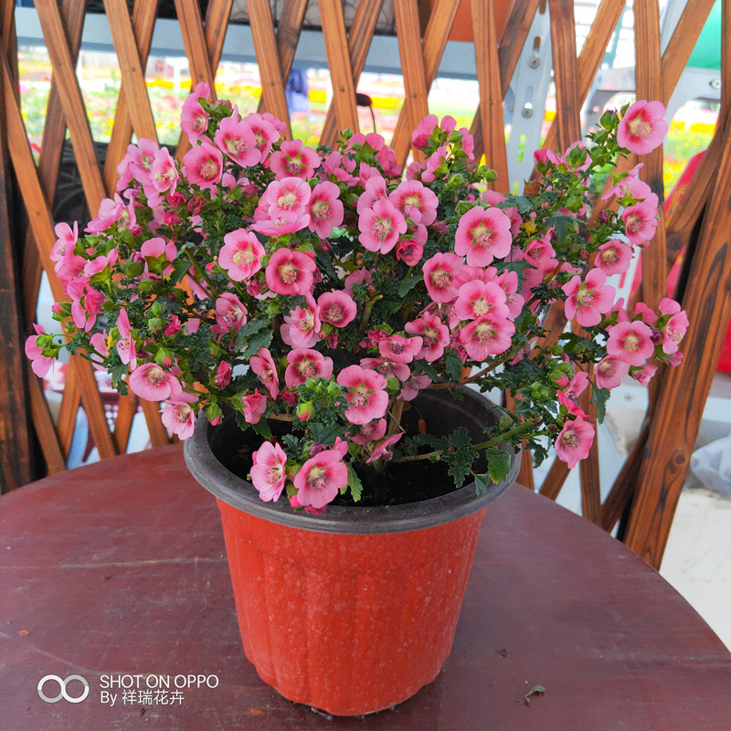 新款祥瑞小木槿优雅盆栽木本植物花期长耐寒热庭院花卉带花苞发货