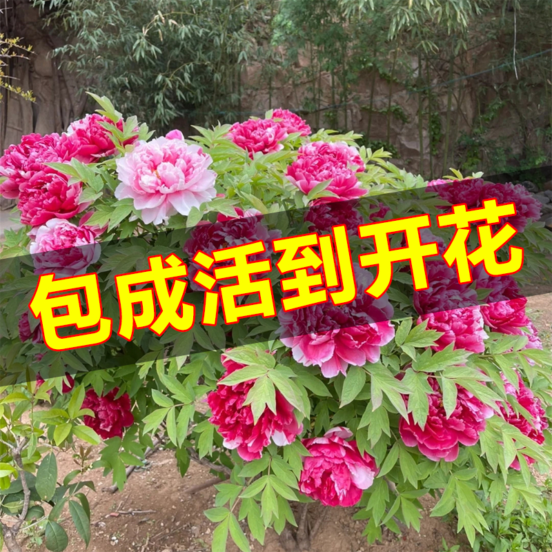 牡丹花苗正宗山东菏泽洛阳芍药鲜花大苗室外盆栽重瓣观赏树苗花卉