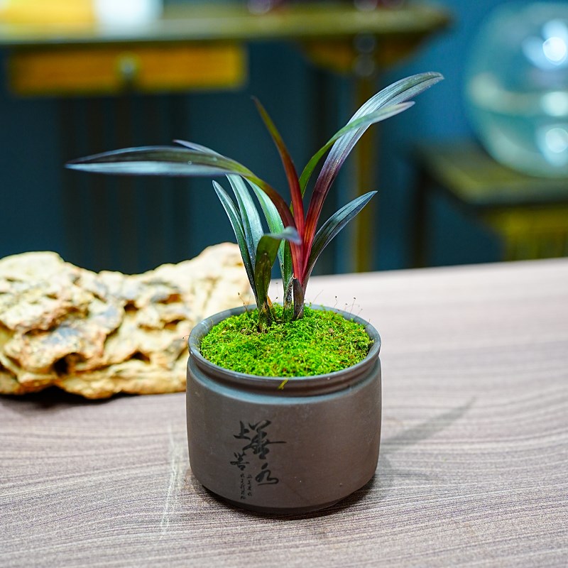 红草红荷名贵迷你矮种兰花苗四季好养红花网红小盆栽室内客厅茶几