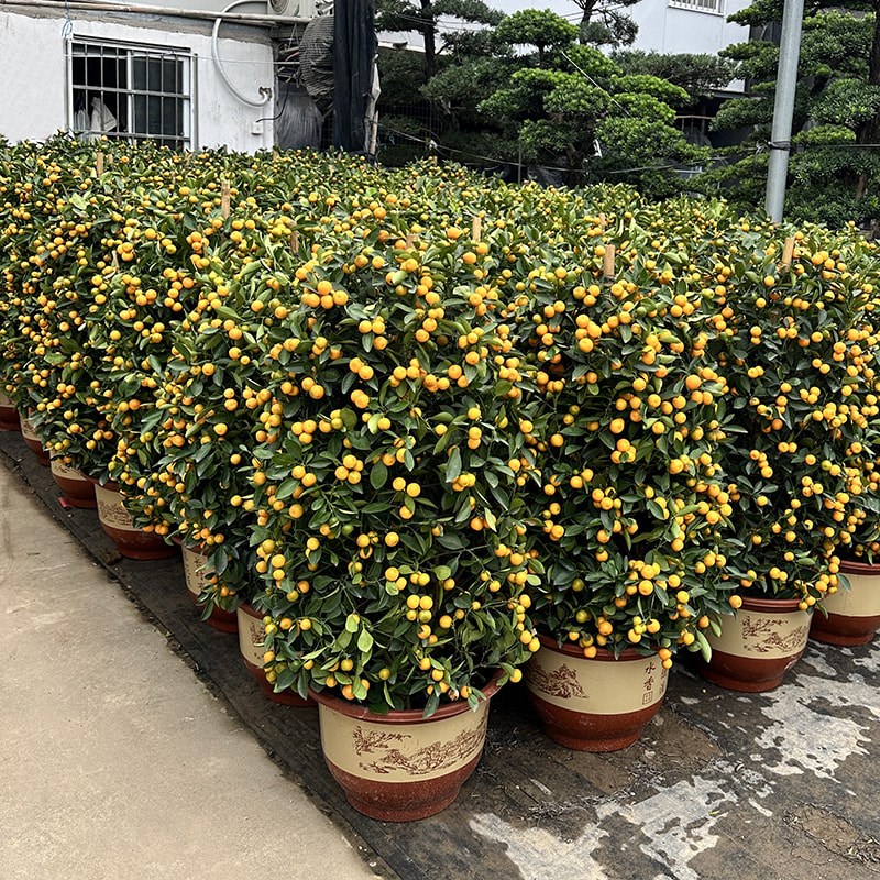 金桔树盆栽带果年桔可食用橘子果树室内客厅大型绿植四季好养盆景