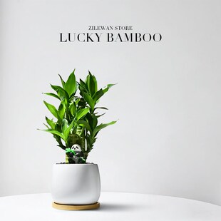 富贵竹植物客厅室内招财绿植节节高文昌竹办公室桌面绿植好养盆栽