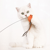 钢丝逗猫棒长杆鸟羽毛替换头耐咬猫玩具猫咪幼猫用品自嗨解闷神器