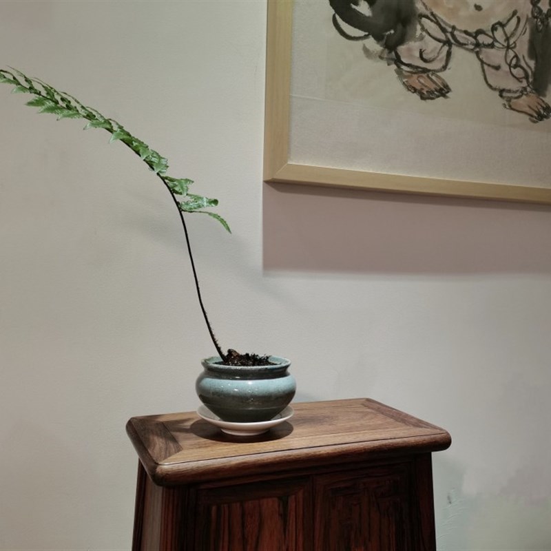 盆景胎生狗脊蕨一叶蕨类植物老桩网红蕨室内绿植造景禅意中式盆栽