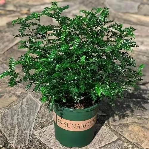 直销新款清香木胡椒木盆栽植物盆景美化空气绿植花卉驱蚊草提神