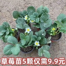 原盆原土四季奶油草莓苗大果室内阳台盆栽地栽南北方种植当年结果
