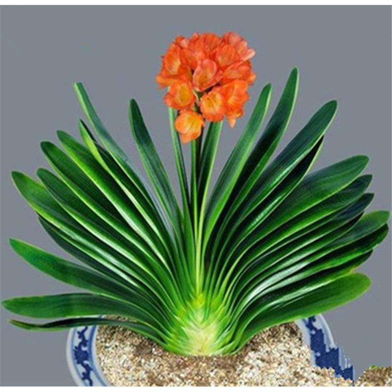 6年大苗精品君子兰盆栽花卉观花植物室内花好养的花当年开花不断