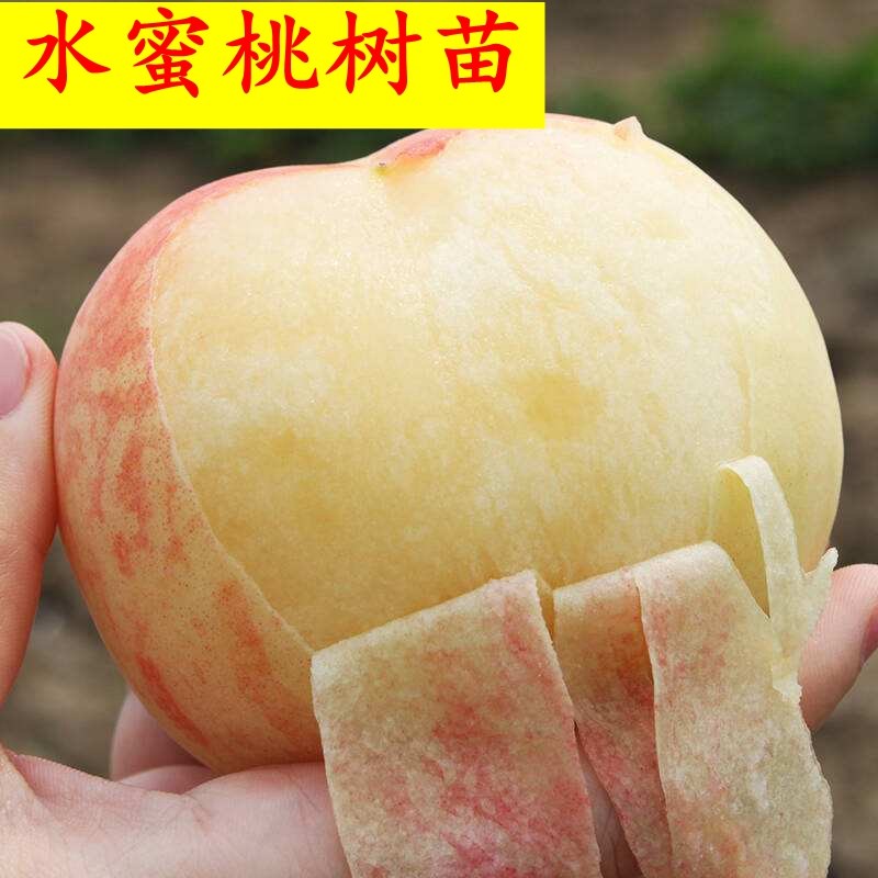 水蜜桃苗正宗奉化无锡阳山