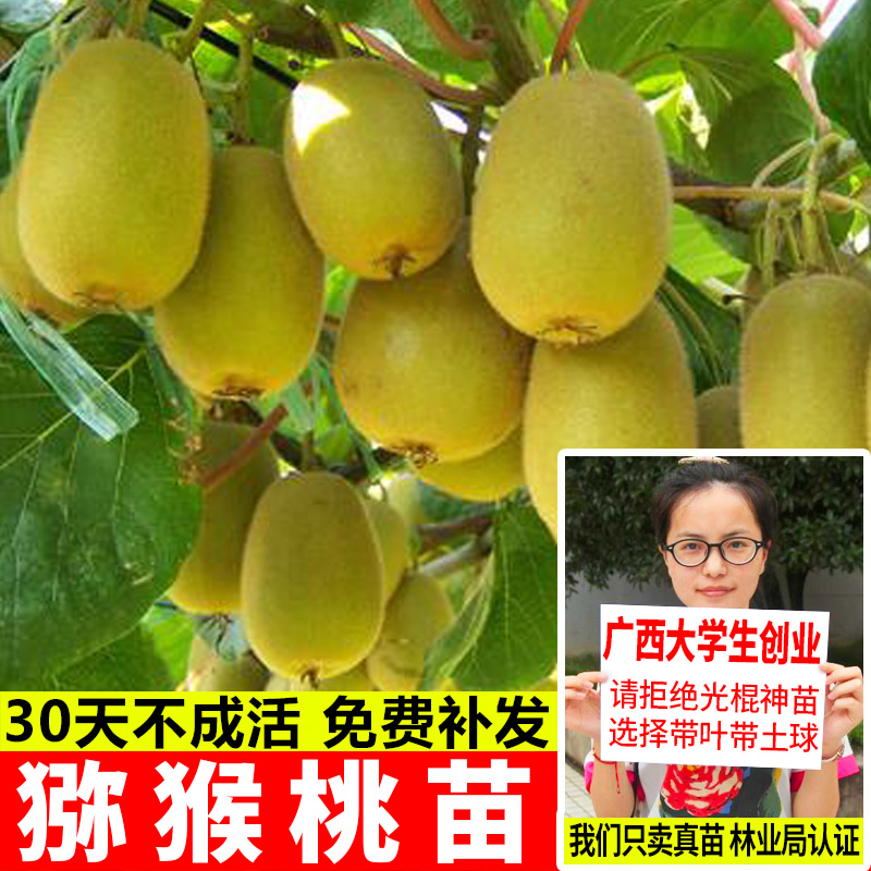 猕猴桃树苗嫁接红心盆栽地