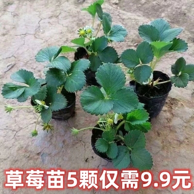 四季原盆土草莓苗阳台庭院