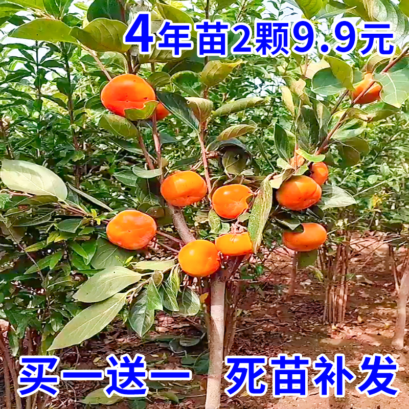 柿子树苗嫁接无核特大日本