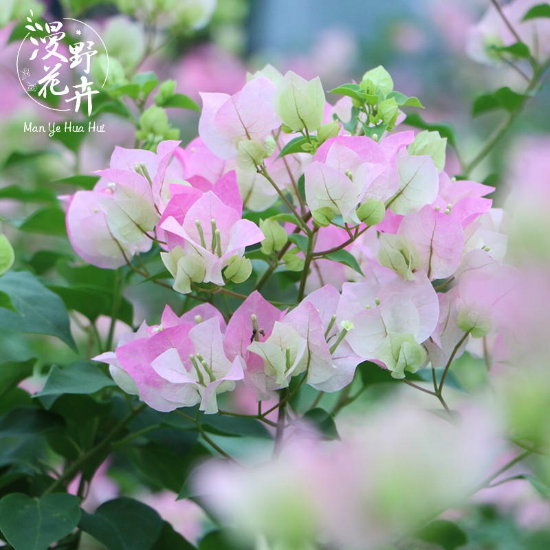 漫野花卉|三角梅绿叶樱扦