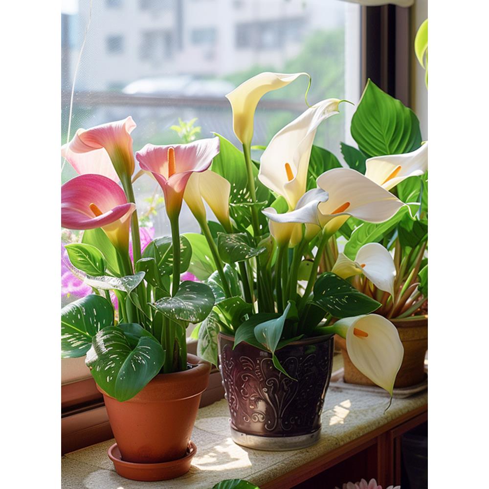 现货马蹄莲种球进口土培花