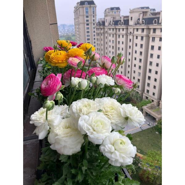 花毛茛芹叶洋牡丹盆栽重瓣